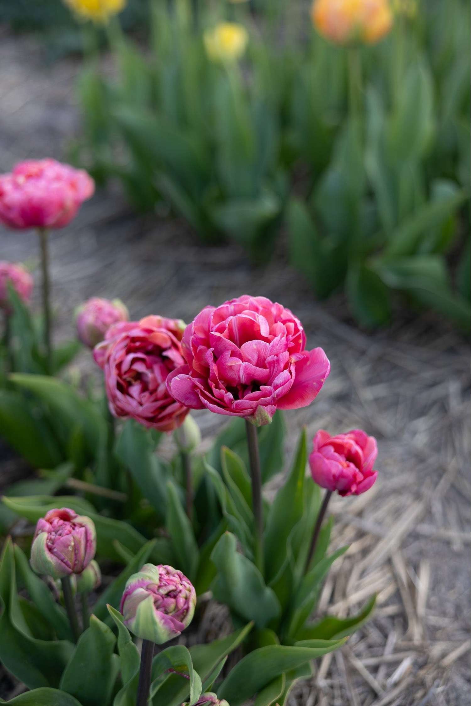 Tulpe 'Amazing Grace' - Tulipaner